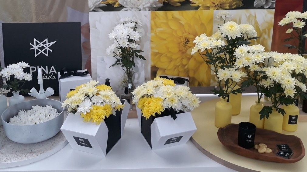 D mmen Orange Schnittchrysanthemen Trials Gabot de