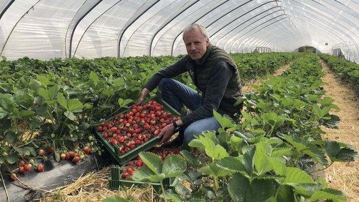 Die ersten Erdbeeren aus dem Folientunnel von Bastian Soltau. Bild: Daniela Rixen.