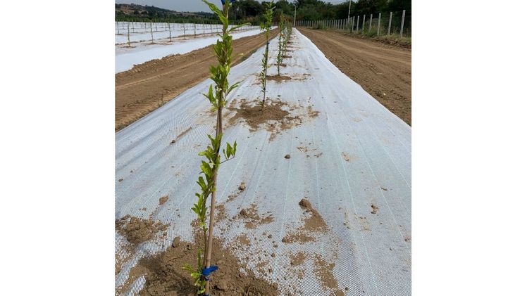 Der Vorteil eines zweifarbigen Mulchvlieses (bspw. Agritela® Black & White von Arrigoni) besteht in der Abdeckung, der Gewährleistung des Gasaustauschs und der Lichtreflexion. Bild: Arrigoni. Der Vorteil eines zweifarbigen Mulchvlieses (bspw. Agritela® Black & White von Arrigoni) besteht in der Abdeckung, der Gewährleistung des Gasaustauschs und der Lichtreflexion. Bild: Arrigoni.