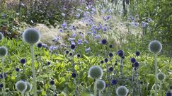 Mystisch: Das pulsierende Schwarzblau von ‚Taplow Blue‘ (Echinops bannaticus) und die strenge Symmetrie von ‚Arctic Glow‘ (E. niveus) rücken die Kugeldisteln auf eine eigene Ebene. Gebannt verfolgen sie das Schauspiel der tanzenden Skabiosen, Gräser und Glockenblumen. Bild: GMH/Christiane Bach.