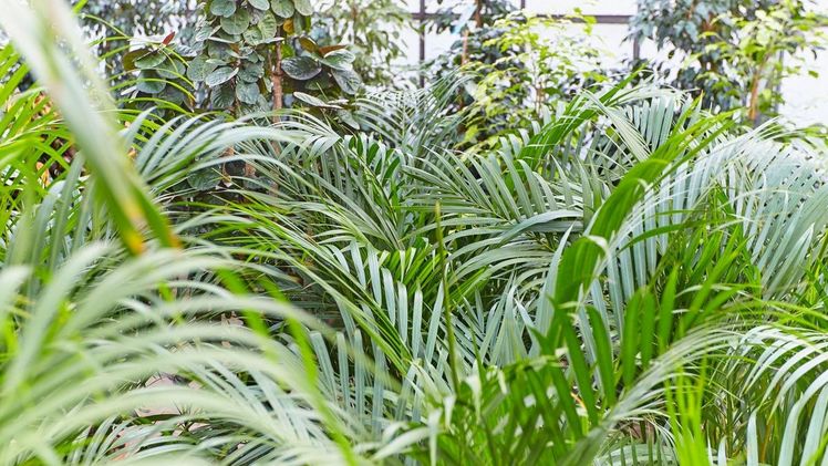 Auch in begrünten Werkshallen möglich – Großblättrige Pflanzen brechen den Schall und reduzieren den Lärm. Bild: GMH/FvRH.