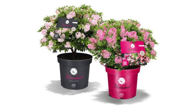Bloombux® in Pink und Magenta. Bild: INKARHO.