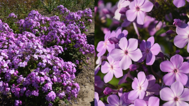 Phlox 'Königin Paola'. Bild: Jan Spruyt-Van der Jeugd. 
