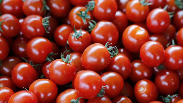 In der Schweiz werden die wärmeliebenden Tomaten meist im Gewächshaus angebaut. Bild: ji