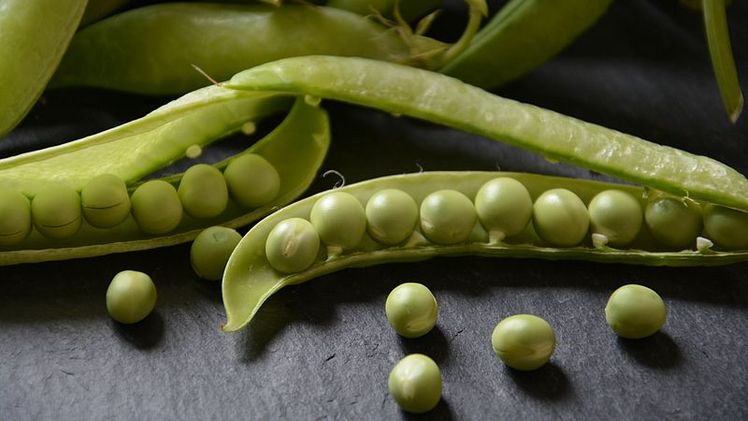 Die grünen Früchte können genau wie tiefgefrorene Erbsen überaus vielfältig verwendet werden. Bild: Sabine Weis.