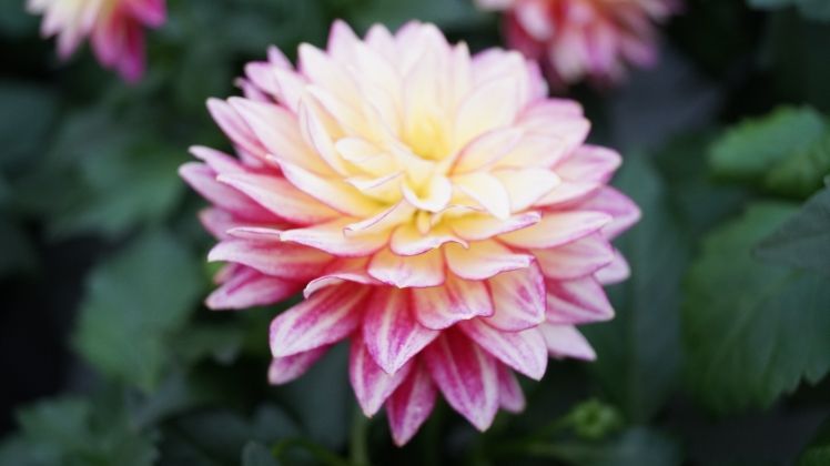 Dahlien mit einfachen und halbgefüllten Blüten sind für Nützlinge unwiderstehlich. Bild: Gabot.