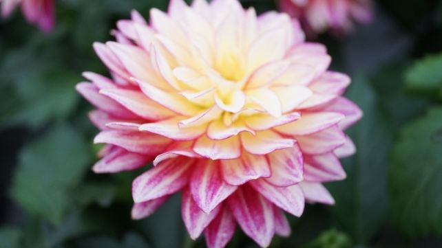 Das vierte Holland Dahlia Event 2020, online und dezentral. Bild: GABOT.