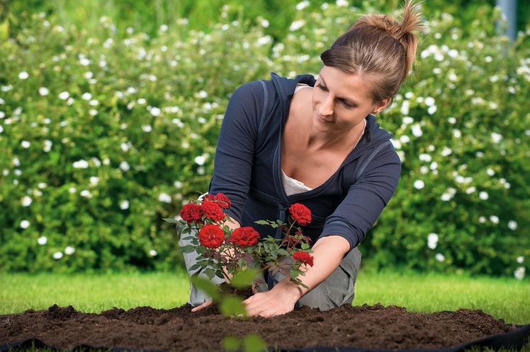 Die Floragard Rosenerde versorgt die Rosen optimal mit den Wirkstoffen „Guano“, Tonmineralien und Premium-Dünger und fördert so die Blütenbildung.