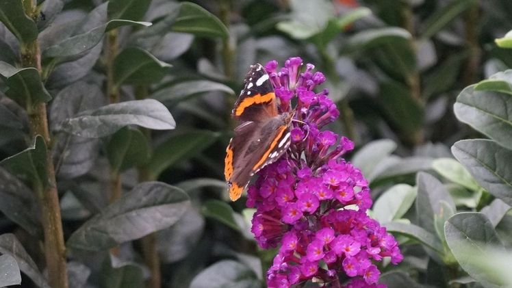 Das geplante Insektenschutzpaket sorgt derzeit für erheblichen Unmut in der Landwirtschaft. Bild: GABOT.