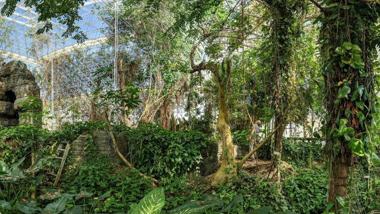 Freiburger Forschende setzen Pflanzen der Dürre aus, um ihre Schutzmechanismen zu untersuchen. Bild: Christiane Werner. Freiburger Forschende setzen Pflanzen der Dürre aus, um ihre Schutzmechanismen zu untersuchen. Bild: Christiane Werner.