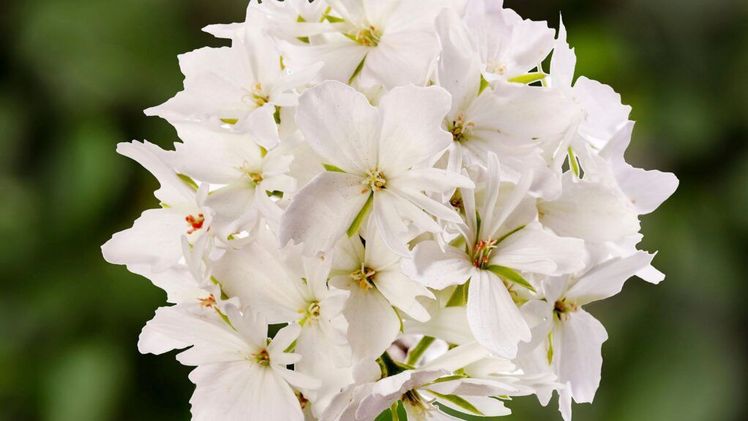 Die Sterngeranie ist "Gärtners Liebling 2026". Bild: Gartenbauverband Berlin-Brandenburg e.V. 