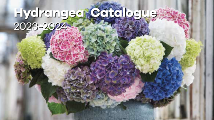 Das komplette und aktuelle Schnitt-Hortensien-Sortiment für die Saison 2023-2024 ist im Online-Katalog zu finden. Bild: RFH.