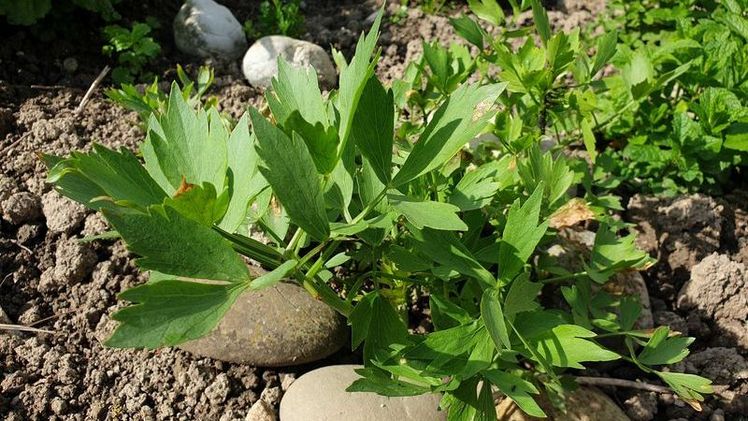 Liebstöckl wächst auch im eigenen Garten gut und benötigt nicht allzu viel Pflege. Bild: ji.