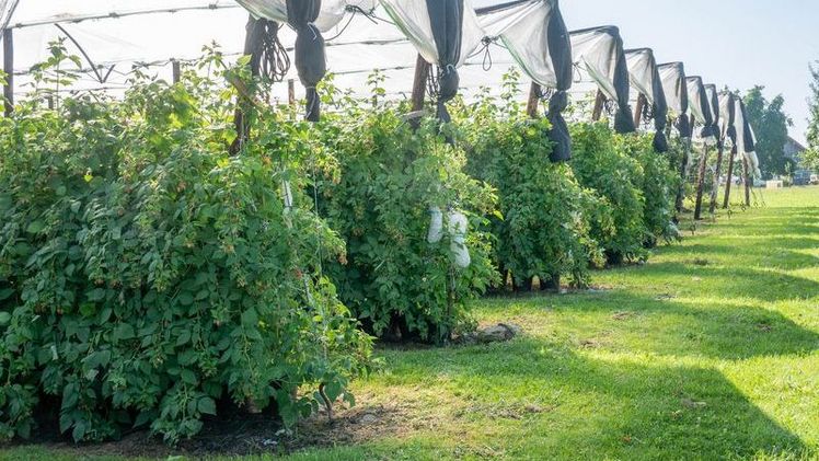 Die Himbeeren wachsen in Töpfen und sind von einem Regendach geschützt. Bild: ep. 