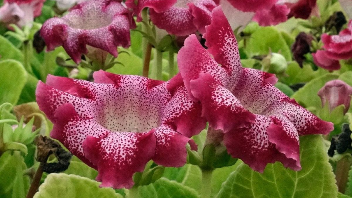 wintergetreide saatgut BIO Saatgut Getreide Winterroggen – Biogartenladen main image 0