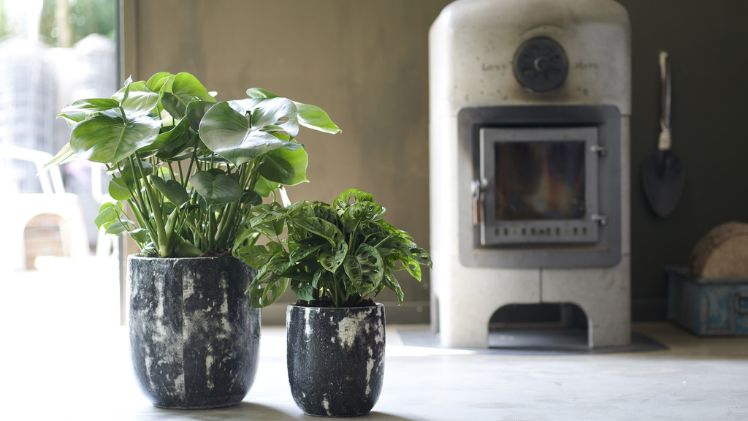 Die Monstera hat als Pflanze viel zu bieten. Bild: Pflanzenfreude.de.   