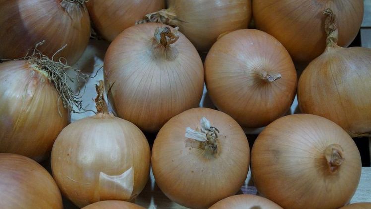 Die zweihöchste Erntemenge erzielten die NRW-Gemüsebauern in 2020 mit Speisezwiebeln. Bild: GABOT.