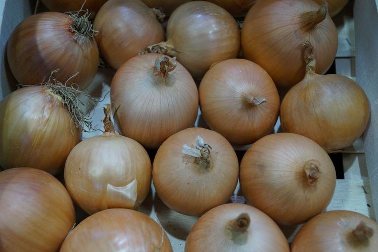 Zwiebeln stellten mit einer Ernte von 174.800 Tonnen mehr als ein Viertel der gesamten Gemüseproduktion. Bild: GABOT.