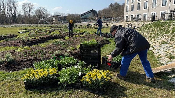 Gärtner und ehrenamtliche Helfer bringen rund 40.000 Blumen und Pflanzen in die Erde – ein buntes Mosaik für die kommende Landesgartenschau Ellwangen. Bild: LGS GmbH.