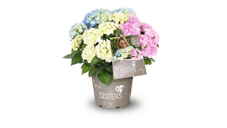 Die Three Sisters Blumenstraußhortensie in pastell. Bild: Heinje.