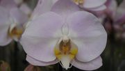 Orchideen sind faszinierende Pflanzen, über die es viel zu erzählen gibt. Bild: GABOT.