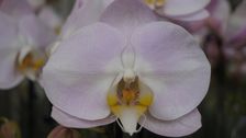 Orchideen sind faszinierende Pflanzen, über die es viel zu erzählen gibt. Bild: GABOT.