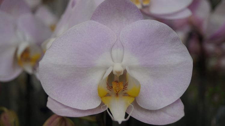 Der hohe Gaspreis legt SO Natural lahm. Bild: GABOT. Der hohe Gaspreis legt SO Natural lahm. Bild: GABOT.