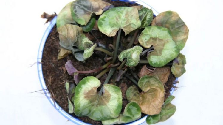 Pythium an Cyclamen. Bild: Syngenta.