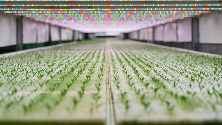 Anbau der nächsten Generation: In dieser klimatisierten "Pflanzenfabrik" in Japan wird das ganze Jahr über Salat produziert. Bild: Rijk Zwaan.