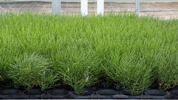 Bio-Salzkraut, Salicornia europaea. Bild: Blu Blumen.