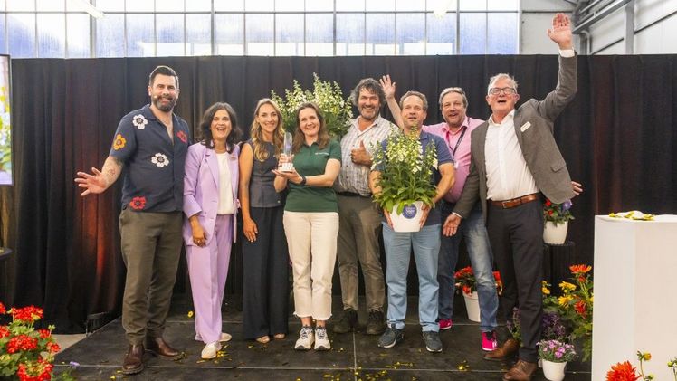 Digitalis purpurea Hanabee F1 White ist der neue "Gewinner mit dem Wow-Faktor". Bild: Fleuroselect, Glenn Mostert Fotografie.