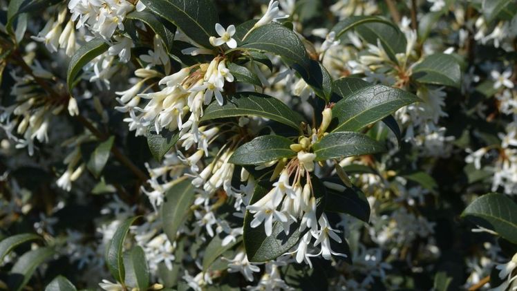 Osmanthus burkwoodii (Frühlings-Duftblüte) Highlight der Saison. Bild: Baumschule Martens.