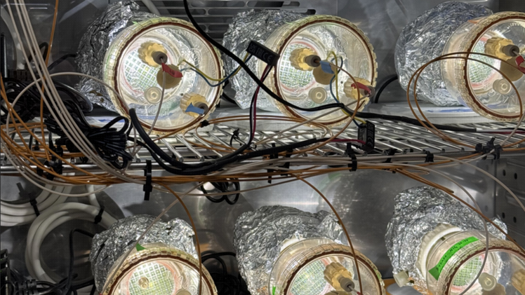 In den Bioreaktoren wachsen Mikroalgen, die wertvolle Lipide produzieren. Bild: Renate Hodel.