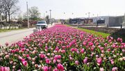 Jetzt lässt sich die Vegetation nicht mehr bremsen und verändert das Gesicht des Expo Geländes in Almere kontinuierlich. Bild: floriade.com.