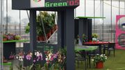 FlowerTrials 2017: Green '05 in Maasdijk.