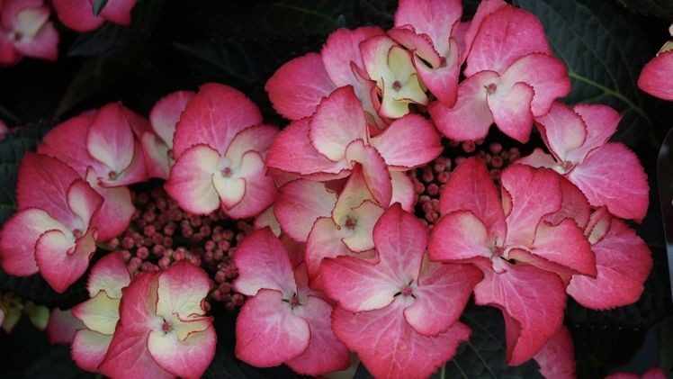 Hortensien sind aktuell die Nummer 1. Bild: GABOT.