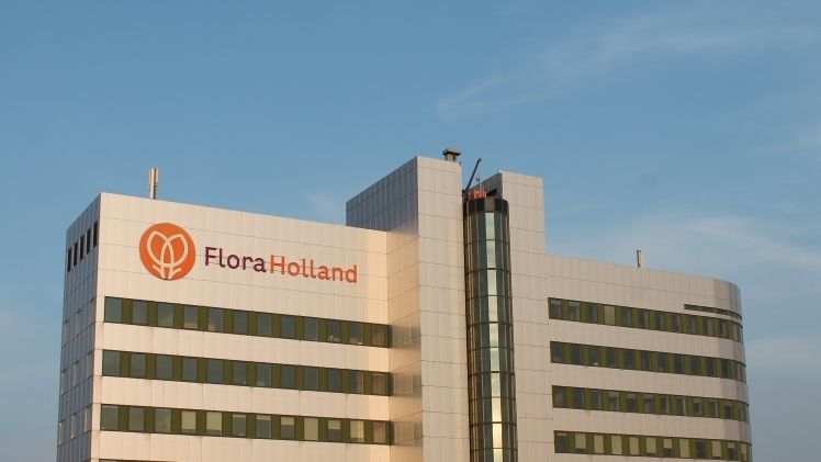 In der Periode von November bis 1. Dezember stieg der Umsatz bei Royal FloraHolland um mehr als 5%. Bild: GABOT. In der Periode von November bis 1. Dezember stieg der Umsatz bei Royal FloraHolland um mehr als 5%. Bild: GABOT.