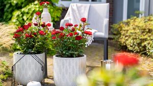 'Shades of Red' - ausdrucksstarke neue Sorte für Beet und Terrasse. Bild: Baumschule Heinje. 