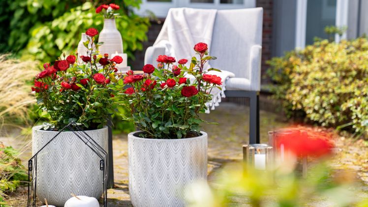 'Shades of Red' - ausdrucksstarke neue Sorte für Beet und Terrasse. Bild: Baumschule Heinje.