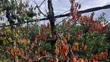 Kirschbaum mit Hitzeschäden. Bild: © Muster.