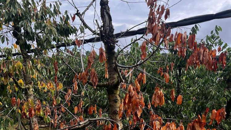 Kirschbaum mit Hitzeschäden. Bild: © Muster.