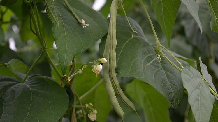 Bohnen sind vielseitig. Foto: Sabine Weis.