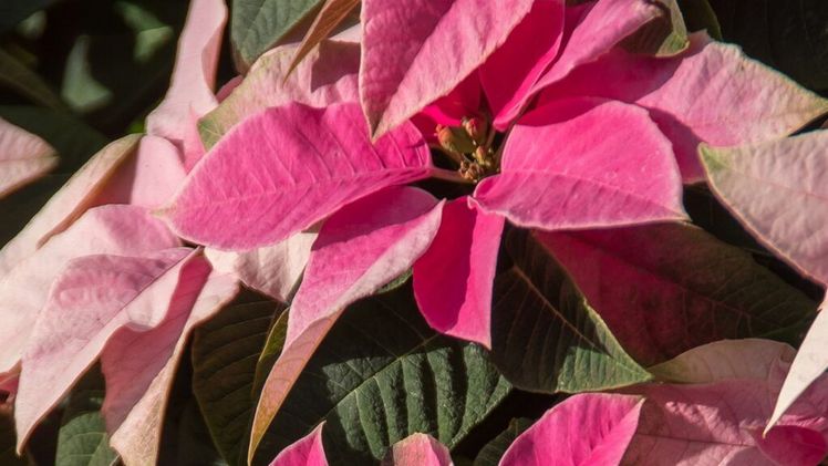 Vorfreude auf die Adventszeit. Bild: Gartenbauverband Berlin-Brandenburg e.V. 