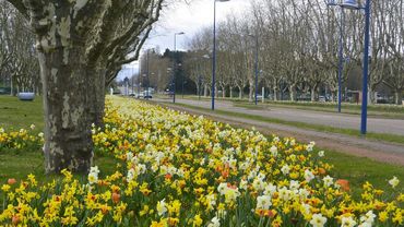 Blumenzwiebeln: Maschinelles Bepflanzung von Seiten- und Mittelstreifen.
