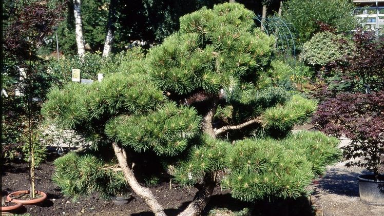 Nadelgehölze verleihen dem Garten eine besondere Note – wie diese ausladende Schwarz-Kiefer (Pinus nigra). Bild: GMH/GBV.