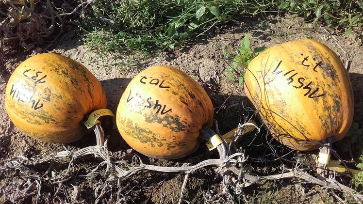 Der steirische Ölkürbis ist mit rund 150 Jahren relativ jung und gut dokumentiert. An der TU Graz wurde nun das Mikrobiom des Ölkürbis genauer erforscht. Bild: © Saatzucht Gleisdorf GbmH.