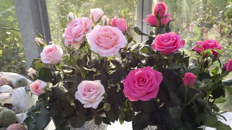 Pink Love Fragrance Forever und Rosa Love Fragrance Forever. Bild: Roses Forever.