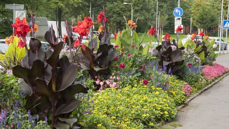 Vorgetriebene Sommerblumenzwiebeln für öffentlichen Grünanlagen führen schneller zum Erfolg. Bild: verver Export. 