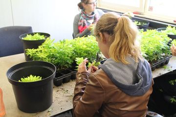 Für einen höheren Frauenanteil in den gärtnerischen Berufen macht sich der Zentralverband Gartenbau (ZVG) stark. Bild: GABOT.