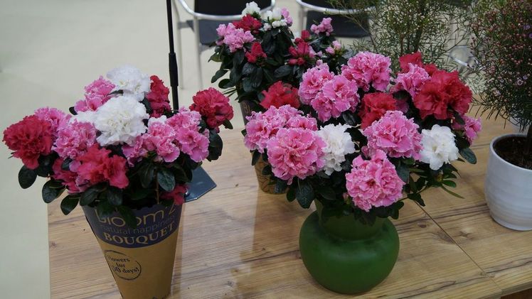 Bloom'Z Bouquet lässt viele Wünsche wahr werden. Bild: GABOT.